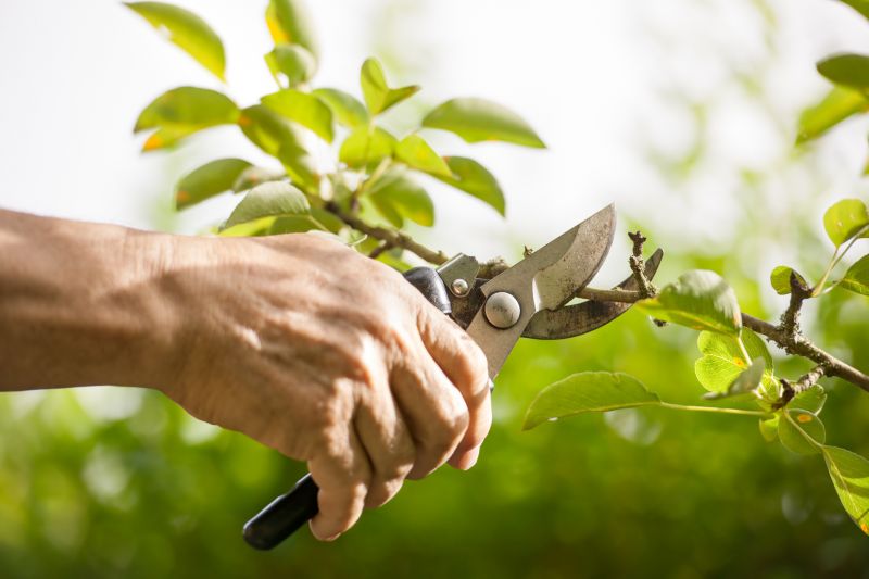 Apple Tree Pruning