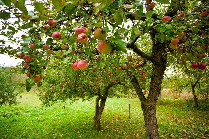 Gathered Apple Tree Prunings
