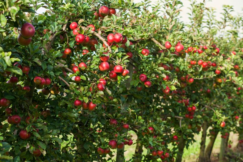 Healthy Apple Tree