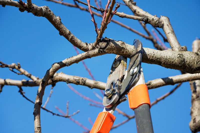 Pruning Equipment Near Apple Trees