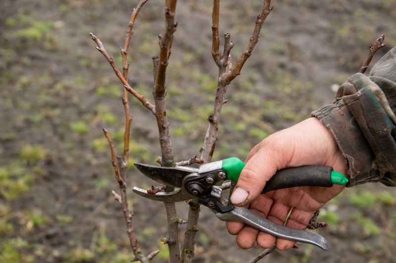 Pruning Equipment