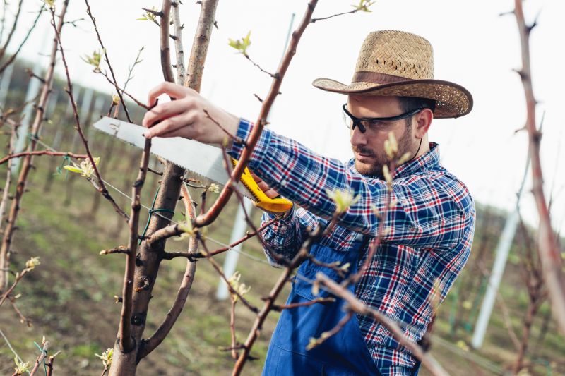 Pruned Apple Tree