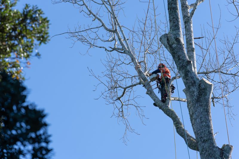Apple Tree Pruning