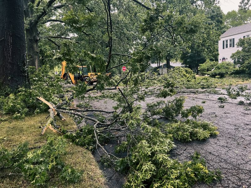 Large Tree Blockage