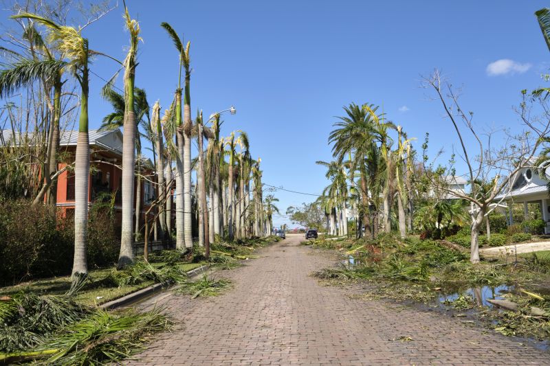 Storm-Damaged Tree