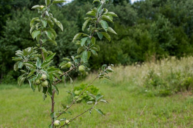 Products For Apple Tree Prunings in use