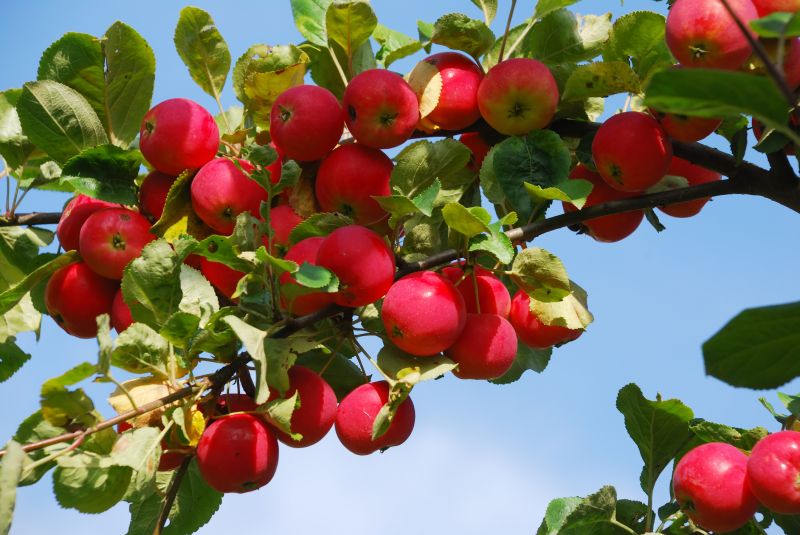 Boost Fruit Production