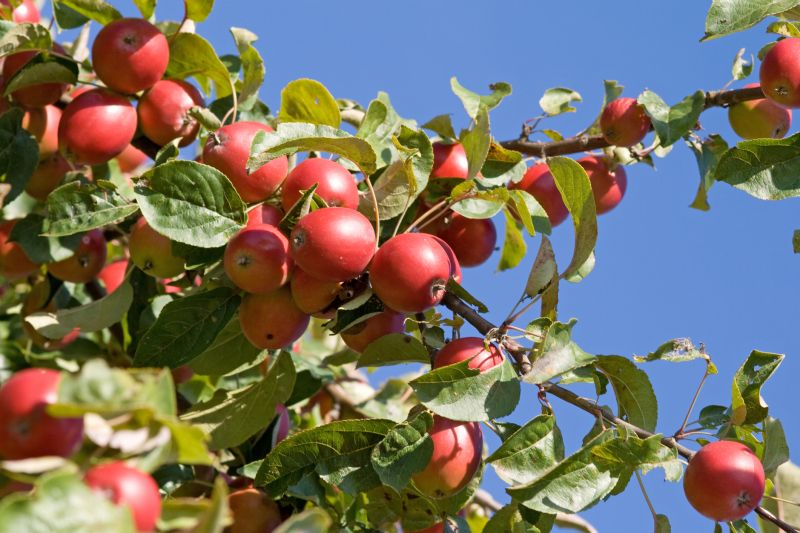 Extend Tree Lifespan